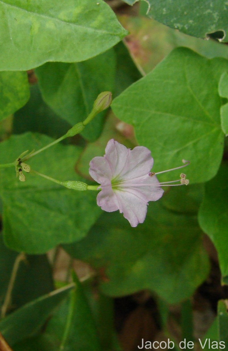 Commicarpus chinensis (L.) Heimerl